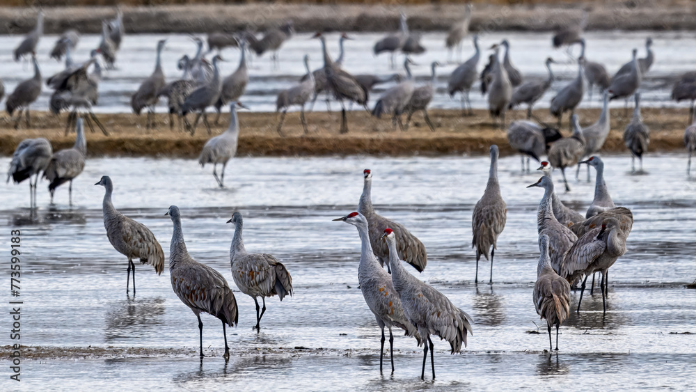 Obraz premium Sandhill Cranes