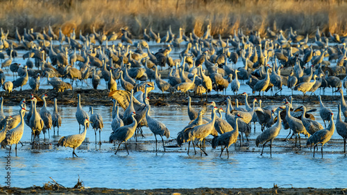 Sandhill Cranes photo