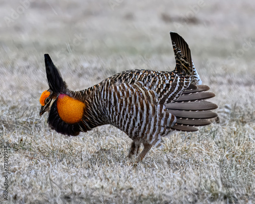 Greater Prairie-Chicken photo