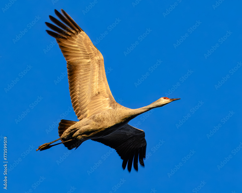 Obraz premium Sandhill Cranes
