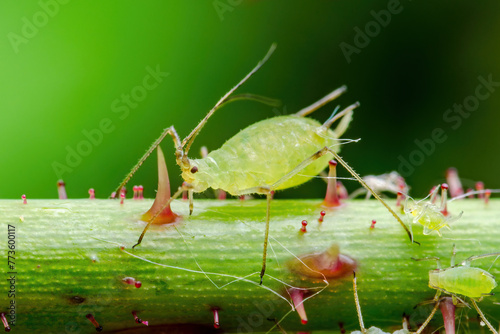 Aphid on Flower Twig. Greenfly or Green Aphid Garden Parasite Insect Pest Macro on Green Background photo