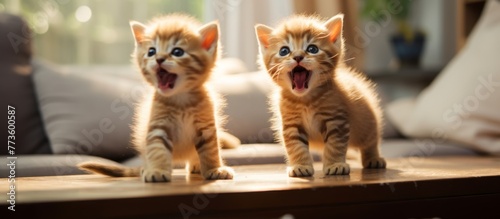 Two adorable kittens are standing on a table, both with their mouths wide open in a cute and playful manner
