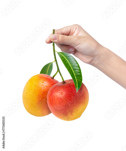Hand hold red mango