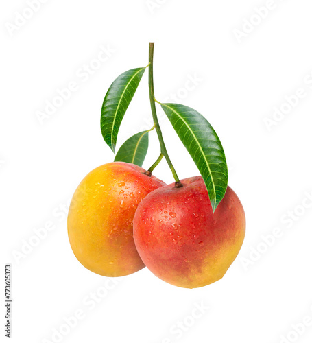 Two red mango fruit hang on tree branch with leaf isolated on white background.