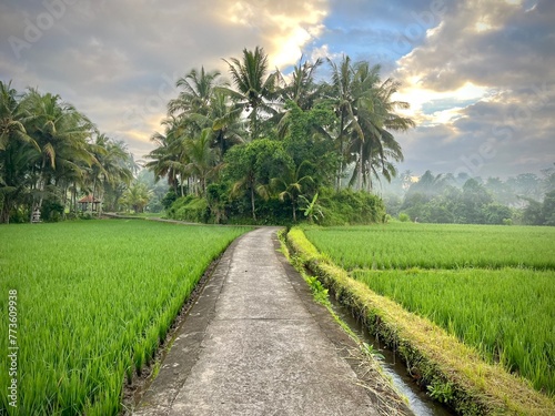 green rice fields in the middle there is a road, in the morning and shady coconut trees © dek