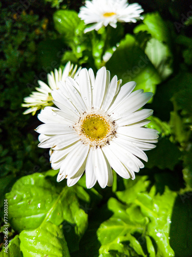 Closeup of white gerbera daisies on green background