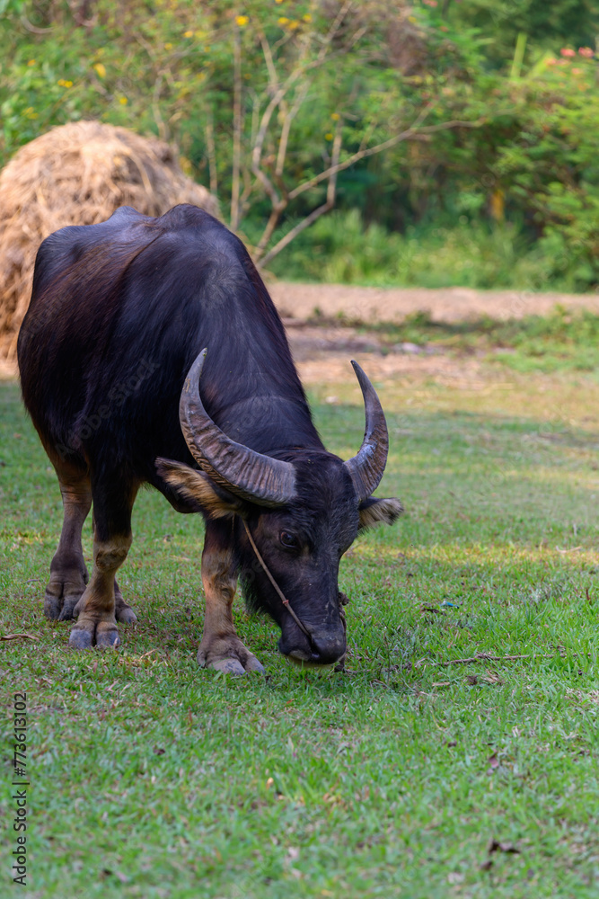 Thai buffalo eating grass is raised and released in the meadow. Thai buffalo eating grass is raised and released in the meadow.