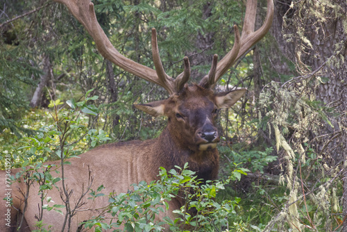 A Bull Elk in the Bushes