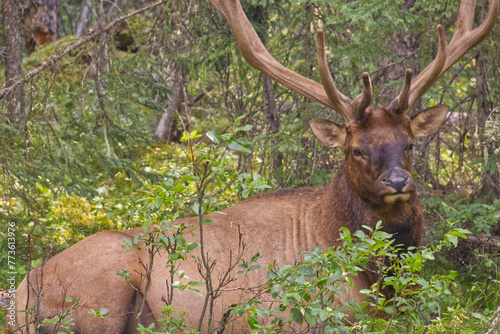 A Bull Elk in the Bushes