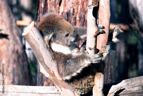 koala on a tree close up