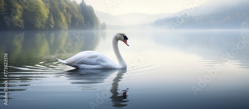 A majestic white swan gracefully swims in the calm water close to the lush green trees of a forest, creating a serene and peaceful scene
