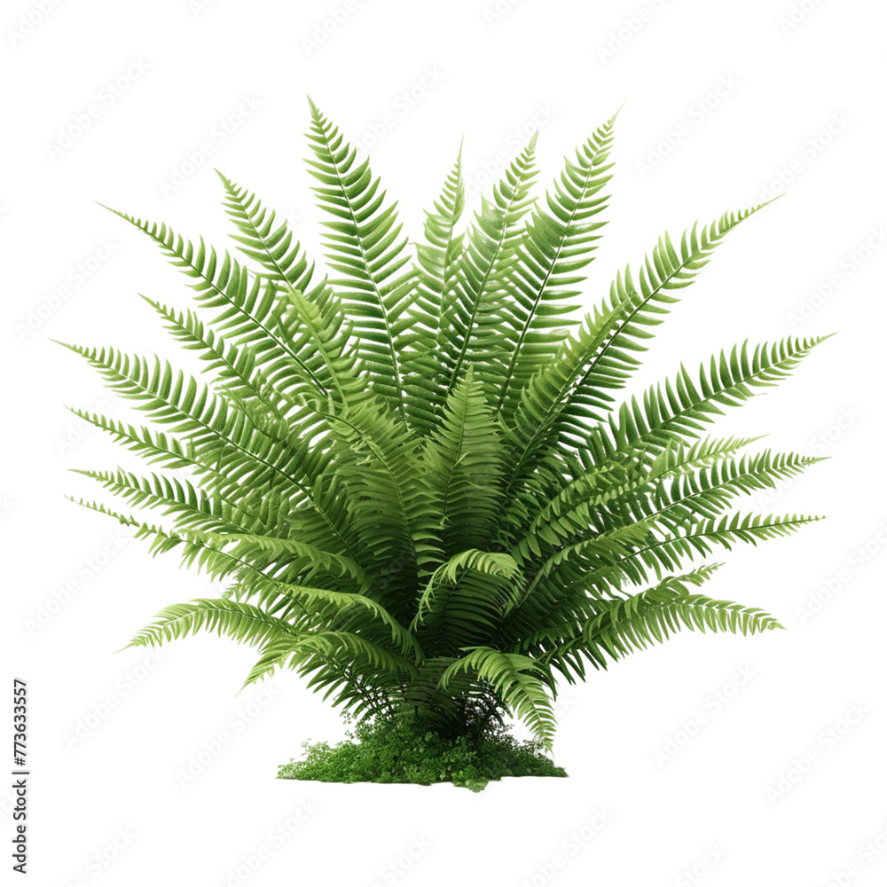 Boston fern nephrologist exult ate on transparent background Boston fern nephrologist exult ate on transparent background