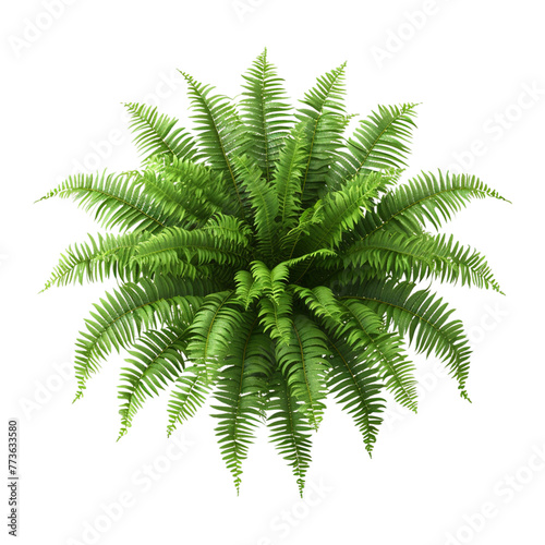 Boston fern nephrologist exult ate on transparent background