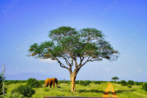 A lone red dust coated elephant against a large tree on the game trails at Tsavo East National Park, Kenya, Africa