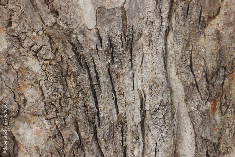 The bark of a large tree. Tree bark texture background. The bark of a large tree. Tree bark texture background.