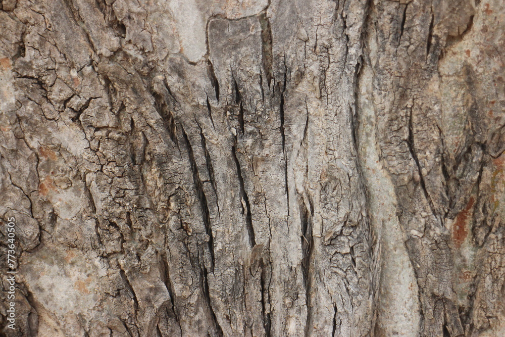 The bark of a large tree. Tree bark texture background.