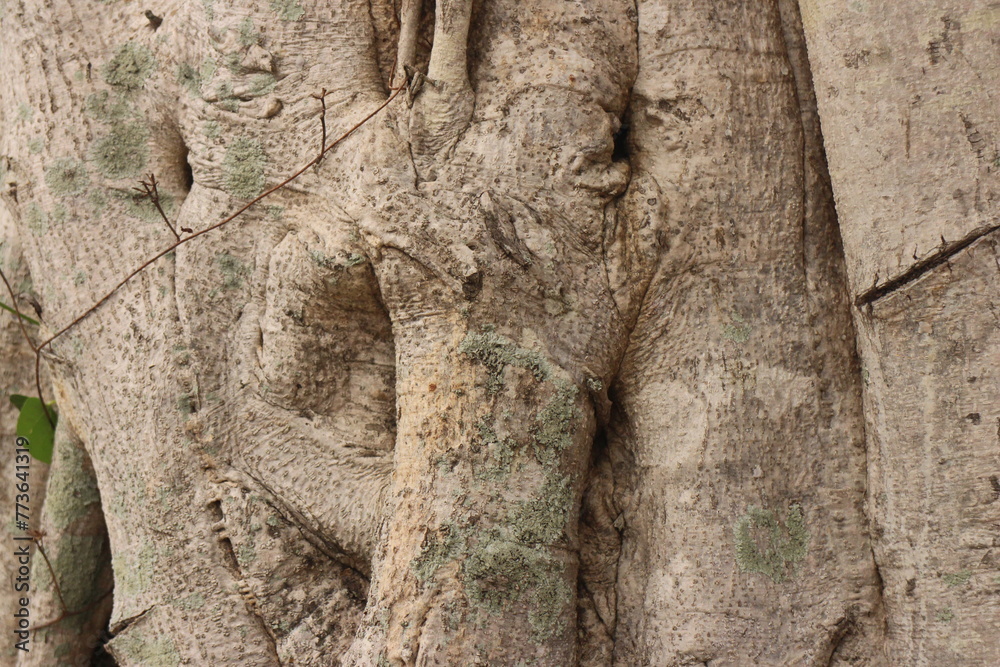 Tree bark texture background. The bark of a large tree Tree bark texture background. The bark of a large tree