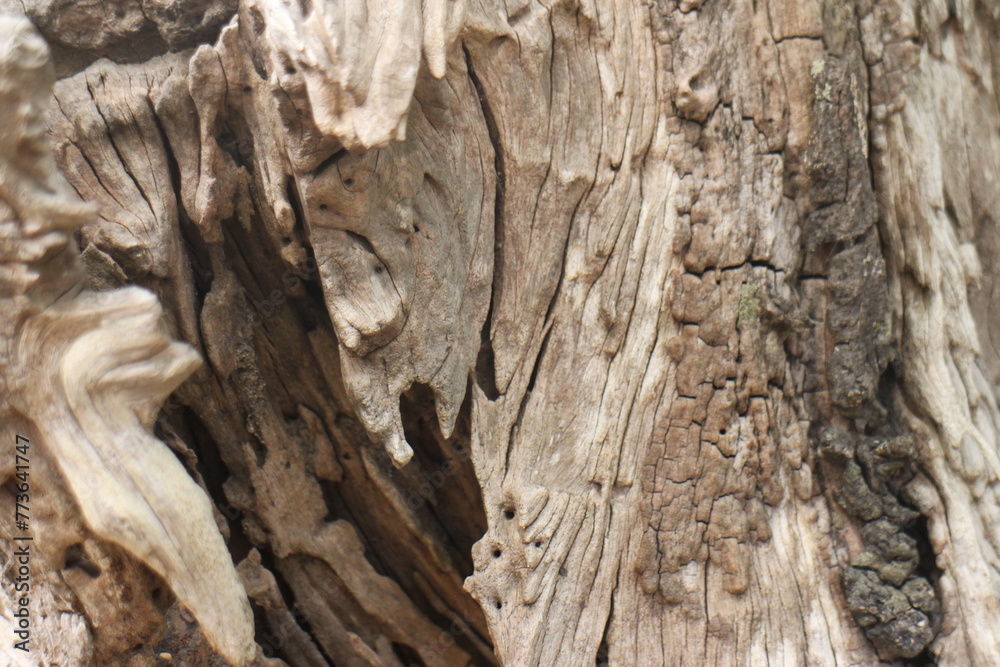 Tree bark texture background. The bark of a large tree Tree bark texture background. The bark of a large tree