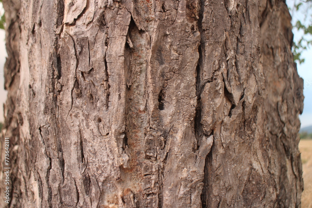 Tree bark texture background. Natural wooden background. The bark of a large tree Tree bark texture background. Natural wooden background. The bark of a large tree