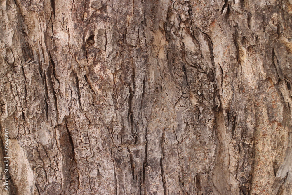 Tree bark texture background. Natural wooden background. The bark of a large tree Tree bark texture background. Natural wooden background. The bark of a large tree