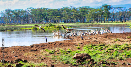 Lake Nakuru wetlands are a prime habitat for Pelicans amongst other water bird species in Kenya