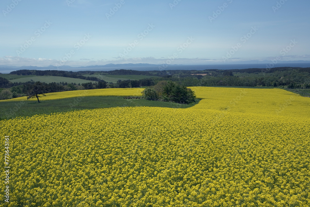 広大な菜の花畑 広大な菜の花畑
