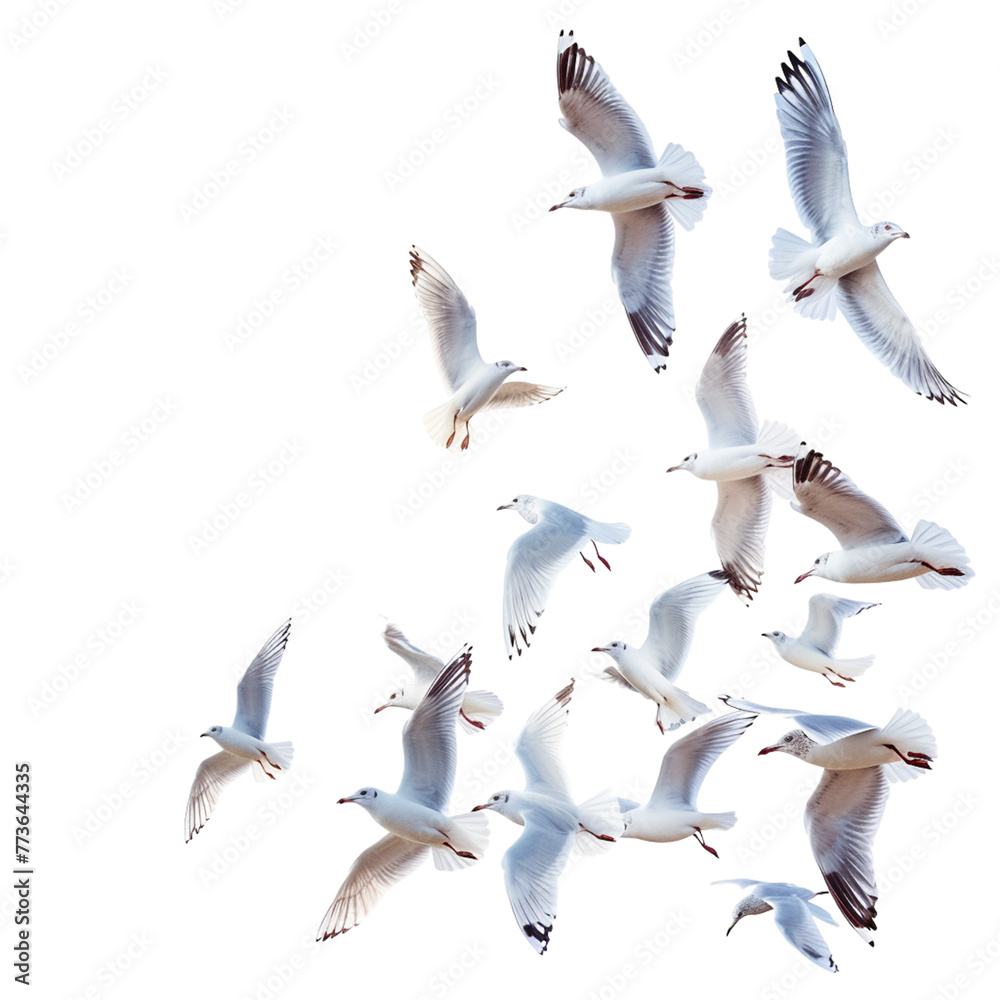Obraz premium Seagulls flying isolated on white