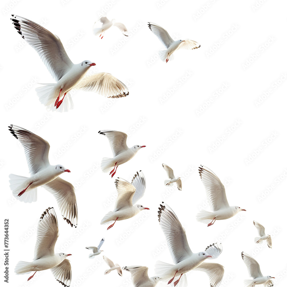 Obraz premium Seagulls flying isolated on white 