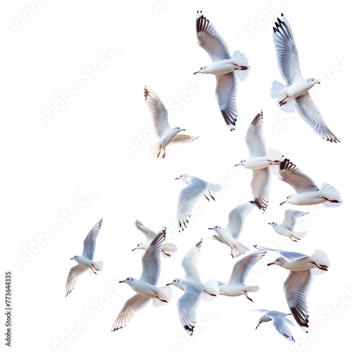 Seagulls flying isolated on white 