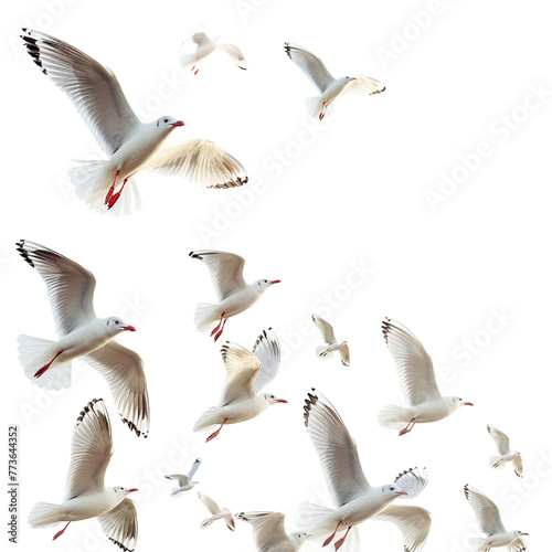 Seagulls flying isolated on white 