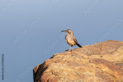 California Thrasher bird on sandstone boulder at Rocky Peak Park in Los Angeles County California.