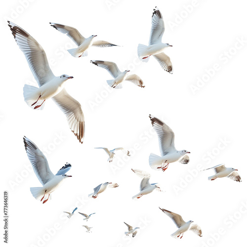 Seagulls flying isolated on white 