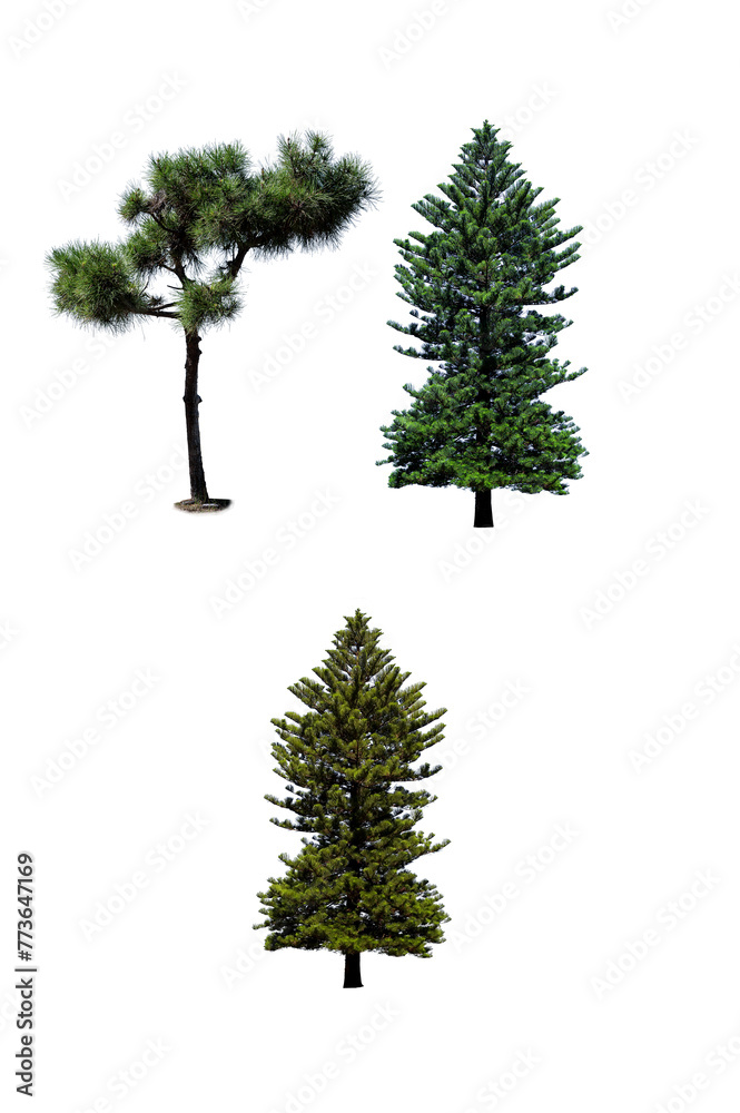 Obraz premium pine tree isolated on white background
