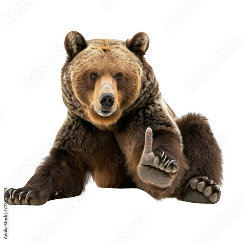 photo of grizzly bear showing middle finger, isolated on white background