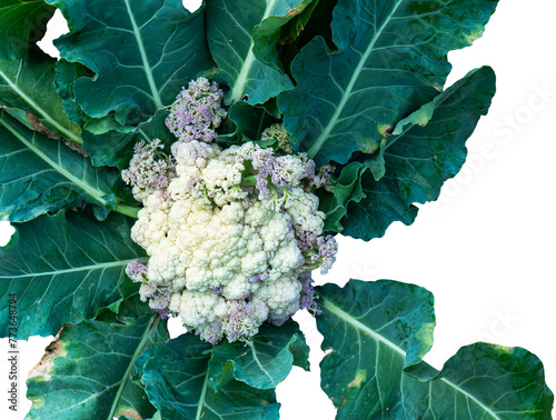 Old age Cauliflower with purple flower and leaf isolated on white background. Aged cauliflower with leaves isolated. photo