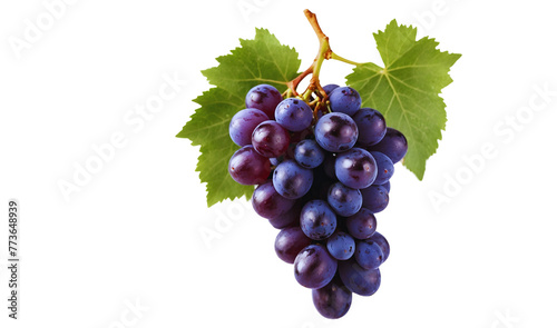 Purple grapes with vibrant leaves attached