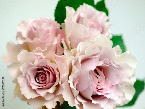 ピンクの薔薇のブーケ、白背景にピンクのバラ、ばらの花束