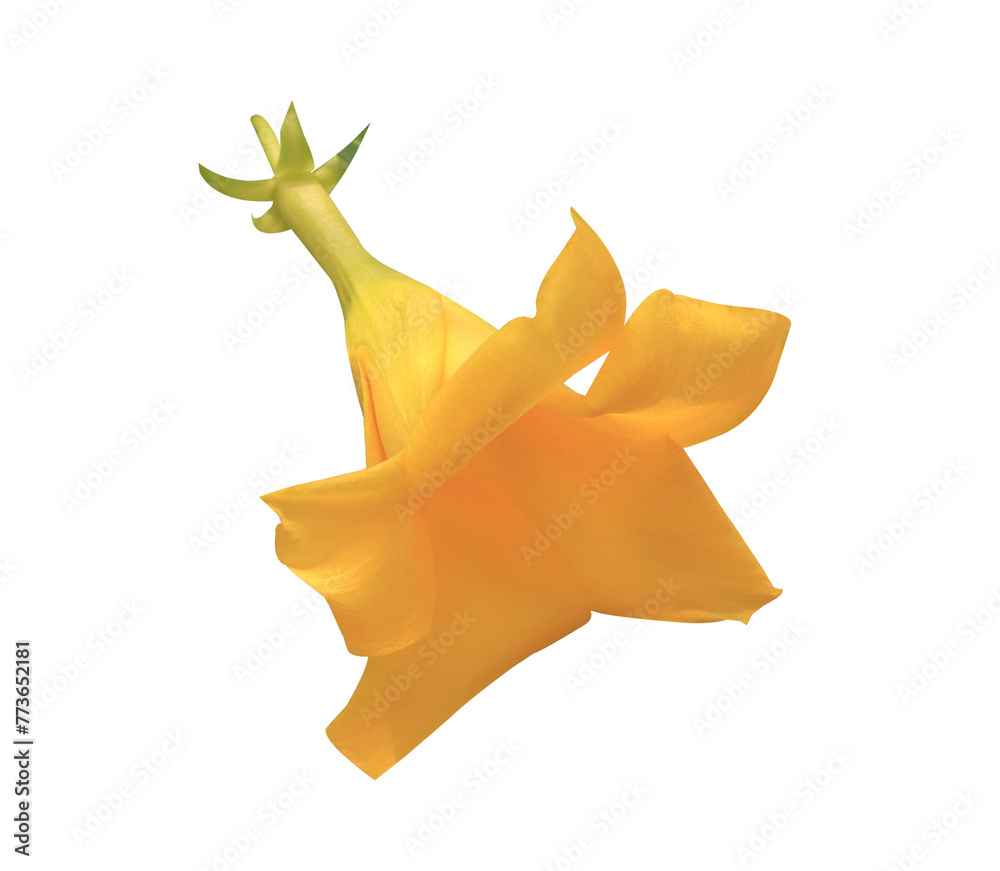 Fototapeta premium Yellow elder or Trumpetbush, Trumpetflower or Yellow trumpet-flower or Yellow trumpetbush flower. Close up single yellow flower isolated on transparent background.