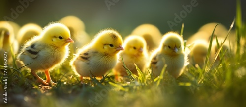 Several adorable young yellow chickens foraging and playing in a lush green grassy area