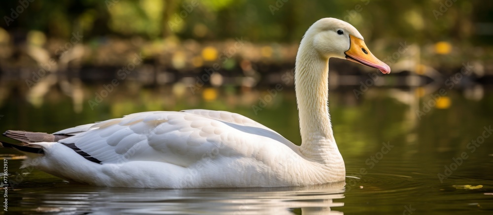 Fototapeta premium A graceful white swan serenely gliding through the water, displaying a bright yellow beak