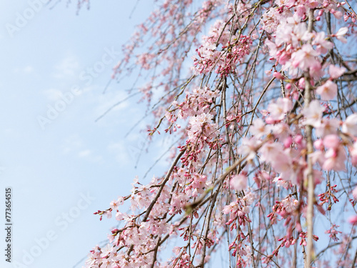 cherry blossom in spring