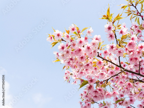 pink cherry blossom in spring