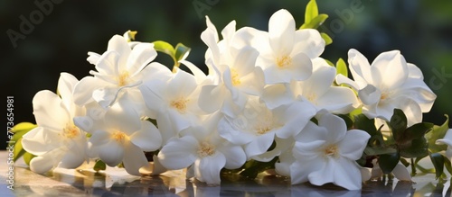 A bunch of delicate white flowers, arranged neatly, is placed on top of a wooden table in a room