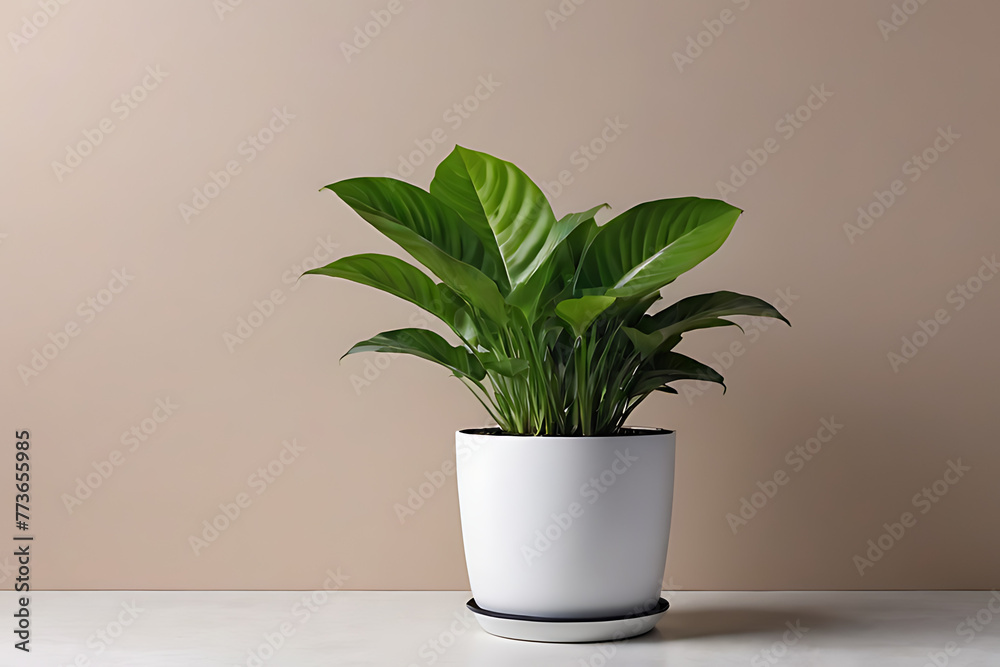 Plant in pots with copy-space background concept, blank space. Potted Poise: Graceful Plants in Stylish Containers