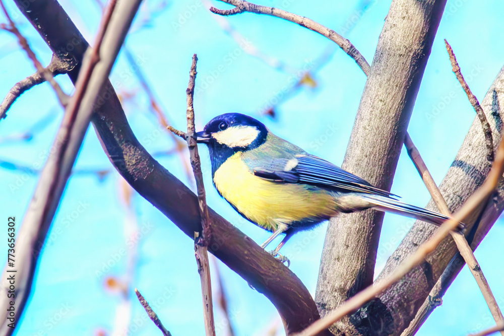 Fototapeta premium Little Titmouse posing on a tree in spring