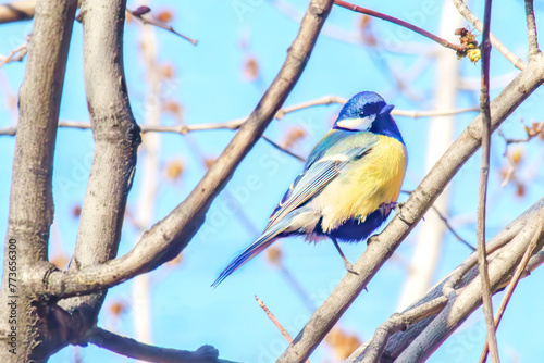 Little Titmouse posing on a tree in spring