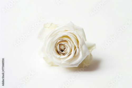 A single rose in full bloom isolated on a white background