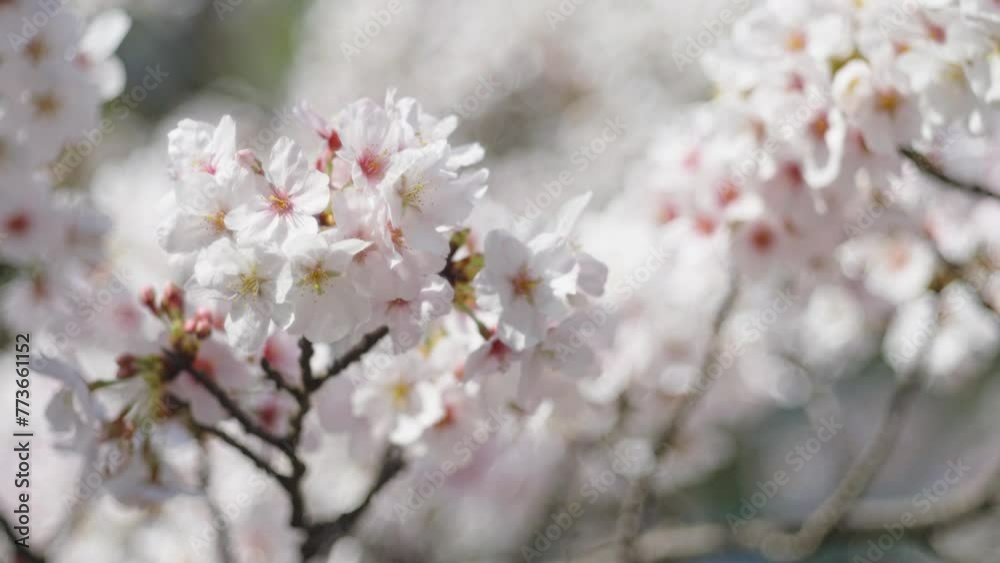 Tokyo, Japan - April 2, 2024: Cherry blossoms in full bloom Tokyo, Japan - April 2, 2024: Cherry blossoms in full bloom