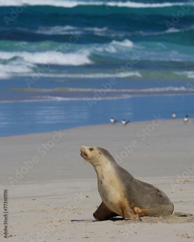 An Australian Seal Lion in the morning sunshine on her paradise beach