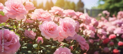 Beautiful pink roses are in full bloom in a charming garden with a white picket fence in the background